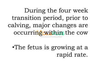 During the four week
transition period, prior to
calving, major changes are
occurring within the cow
•The fetus is growing at a
rapid rate.
 