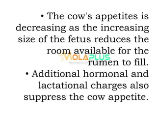 • The cow's appetites is
decreasing as the increasing
size of the fetus reduces the
room available for the
rumen to fill.
• Additional hormonal and
lactational charges also
suppress the cow appetite.
 