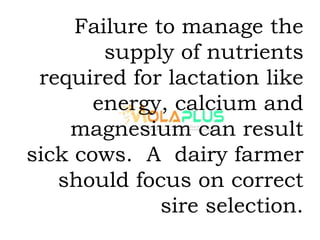 Failure to manage the
supply of nutrients
required for lactation like
energy, calcium and
magnesium can result
sick cows. A dairy farmer
should focus on correct
sire selection.
 