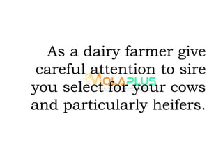 As a dairy farmer give
careful attention to sire
you select for your cows
and particularly heifers.
 