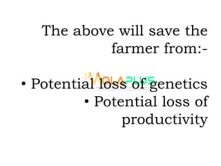 The above will save the
farmer from:-
• Potential loss of genetics
• Potential loss of
productivity
 