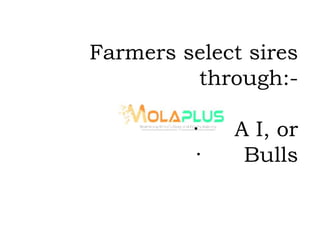 Farmers select sires
through:-
· A I, or
· Bulls
 