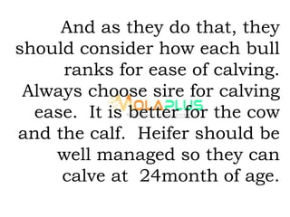 And as they do that, they
should consider how each bull
ranks for ease of calving.
Always choose sire for calving
ease. It is better for the cow
and the calf. Heifer should be
well managed so they can
calve at 24month of age.
 