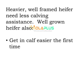 Heavier, well framed heifer
need less calving
assistance. Well grown
heifer also:
• Get in calf easier the first
time
 