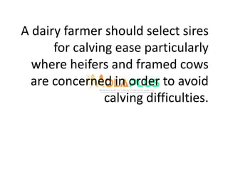A dairy farmer should select sires
for calving ease particularly
where heifers and framed cows
are concerned in order to avoid
calving difficulties.
 