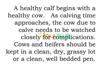 A healthy calf begins with a
healthy cow. As calving time
approaches, the cow due to
calve needs to be watched
closely for complications.
Cows and heifers should be
kept in a clean, dry, grassy lot
or a clean, well bedded pen.
 