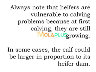 Always note that heifers are
vulnerable to calving
problems because at first
calving, they are still
growing.
In some cases, the calf could
be larger in proportion to its
heifer dam.
 