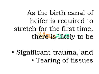 As the birth canal of
heifer is required to
stretch for the first time,
there is likely to be
• Significant trauma, and
• Tearing of tissues
 