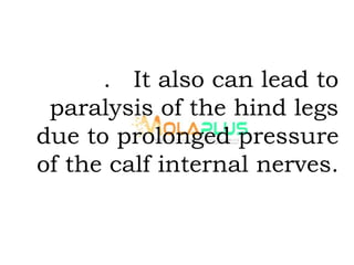 . It also can lead to
paralysis of the hind legs
due to prolonged pressure
of the calf internal nerves.
 