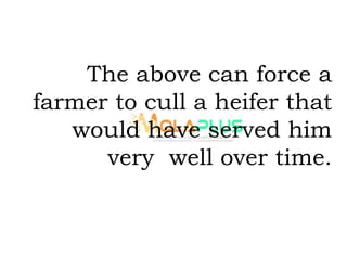 The above can force a
farmer to cull a heifer that
would have served him
very well over time.
 