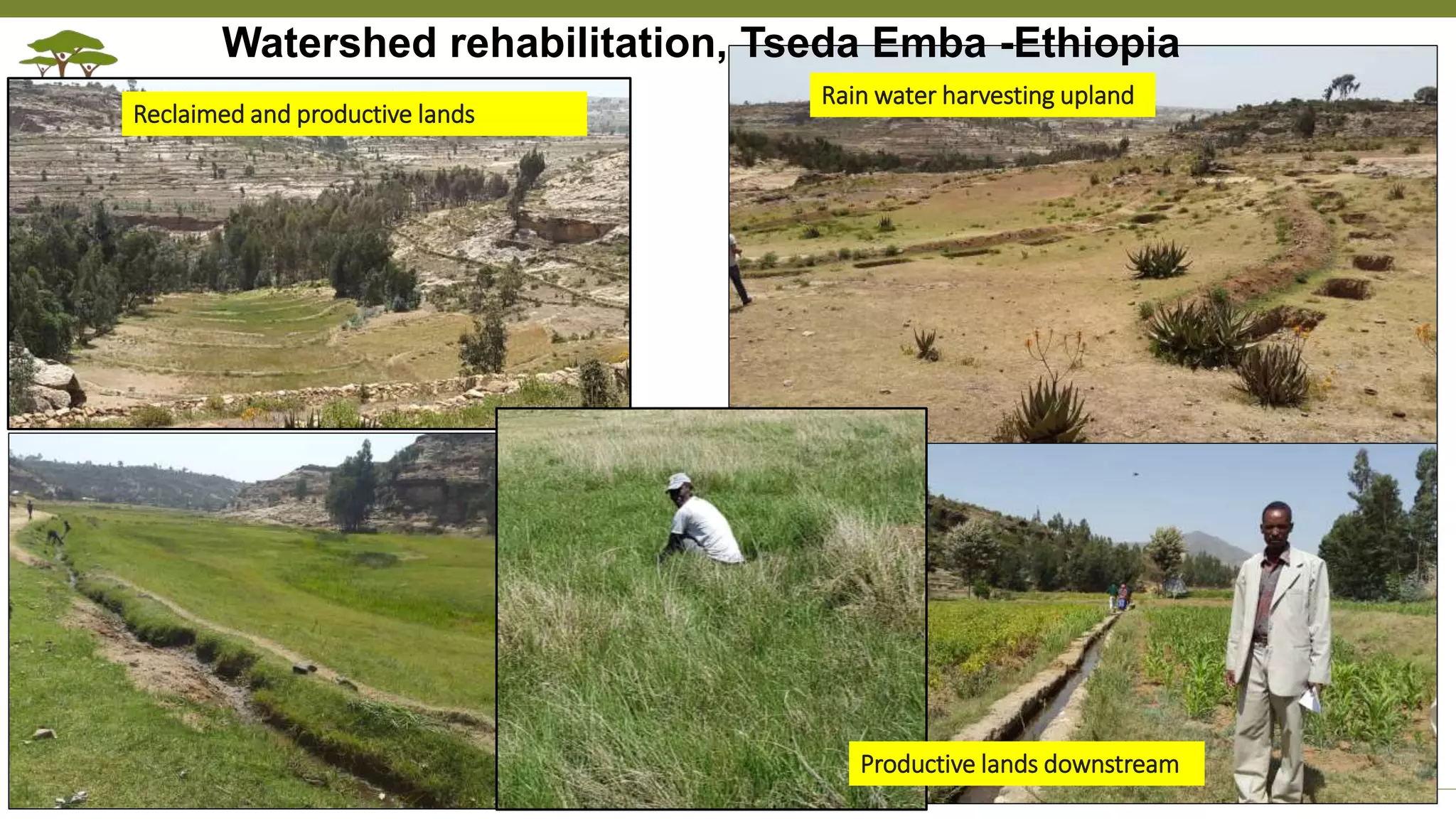 Transforming Lives and Landscapes with Trees
Watershed rehabilitation, Tseda Emba -Ethiopia
Rain water harvesting upland
Reclaimed and productive lands
Productive lands downstream
 