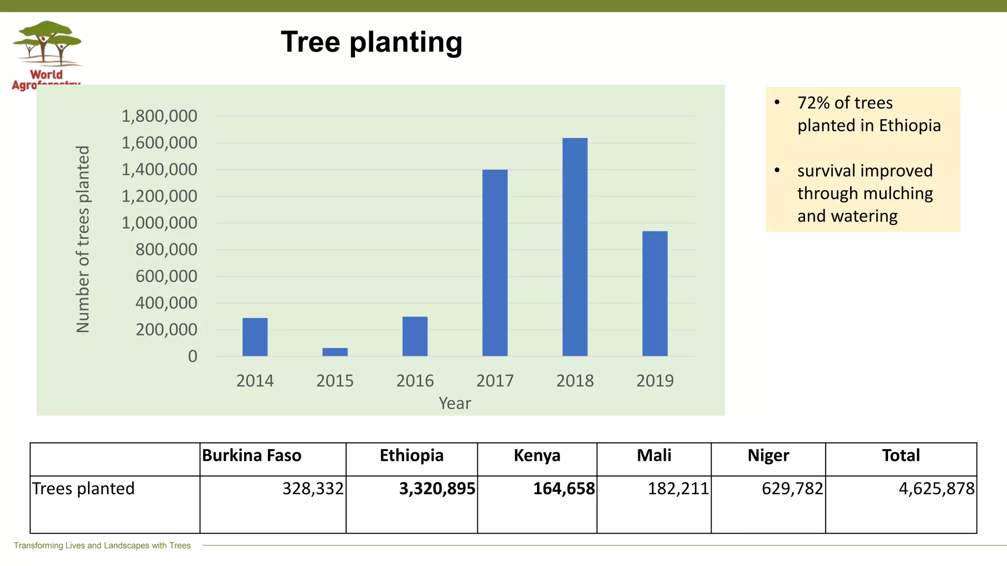 Transforming Lives and Landscapes with Trees
Tree planting
Burkina Faso Ethiopia Kenya Mali Niger Total
Trees planted 328,332 3,320,895 164,658 182,211 629,782 4,625,878
0
200,000
400,000
600,000
800,000
1,000,000
1,200,000
1,400,000
1,600,000
1,800,000
2014 2015 2016 2017 2018 2019
Numberoftreesplanted
Year
• 72% of trees
planted in Ethiopia
• survival improved
through mulching
and watering
 