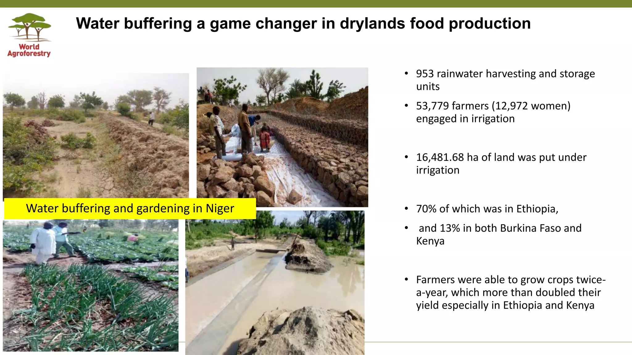 Transforming Lives and Landscapes with Trees
• 953 rainwater harvesting and storage
units
• 53,779 farmers (12,972 women)
engaged in irrigation
• 16,481.68 ha of land was put under
irrigation
• 70% of which was in Ethiopia,
• and 13% in both Burkina Faso and
Kenya
• Farmers were able to grow crops twice-
a-year, which more than doubled their
yield especially in Ethiopia and Kenya
Water buffering and gardening in Niger
Water buffering a game changer in drylands food production
 