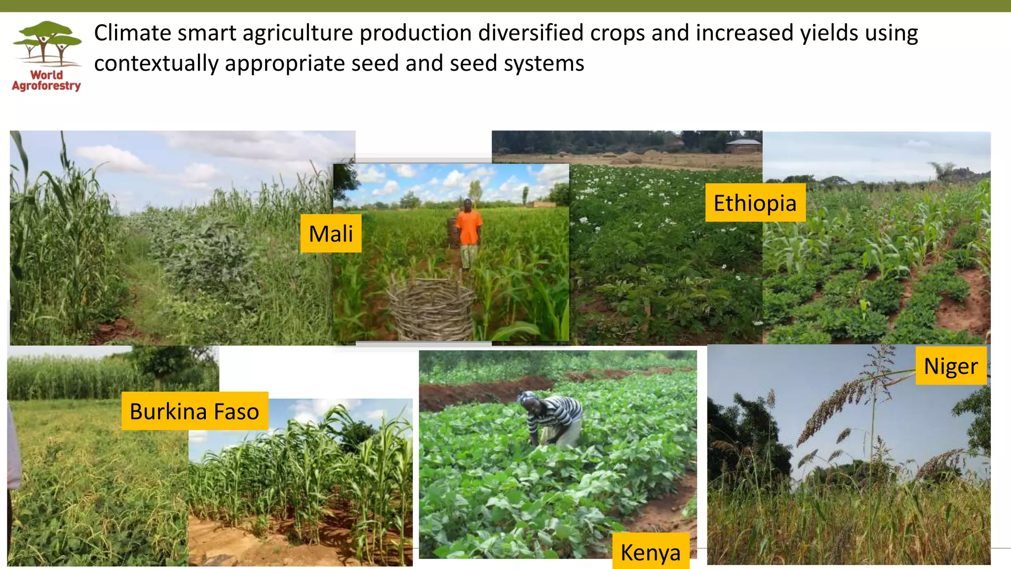 Transforming Lives and Landscapes with Trees
Climate smart agriculture production diversified crops and increased yields using
contextually appropriate seed and seed systems
Kenya
Niger
Burkina Faso
Ethiopia
Mali
 