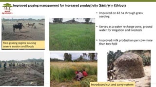 Transforming Lives and Landscapes with Trees
Improved grazing management for increased productivity Samre in Ethiopia
free-grazing regime causing
severe erosion and floods
Introduced cut and carry system
• Improved on 42 ha through grass
seeding
• Serves as a water recharge zone, ground
water for irrigation and livestock
• Improved milk production per cow more
than two-fold
 