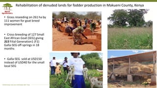 Transforming Lives and Landscapes with Trees
• Grass reseeding on 261 ha by
111 women for goat breed
improvement
• Cross-breeding of 127 Small
East African Goat (SEG) giving
315 Filial Generation1 (F1)
Galla-SEG off-springs in 18
months
• Galla-SEG sold at USD150
instead of USD40 for the small
local SEG
Rehabilitation of denuded lands for fodder production in Makueni County, Kenya
 