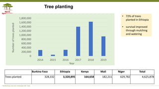Transforming Lives and Landscapes with Trees
Tree planting
Burkina Faso Ethiopia Kenya Mali Niger Total
Trees planted 328,332 3,320,895 164,658 182,211 629,782 4,625,878
0
200,000
400,000
600,000
800,000
1,000,000
1,200,000
1,400,000
1,600,000
1,800,000
2014 2015 2016 2017 2018 2019
Numberoftreesplanted
Year
• 72% of trees
planted in Ethiopia
• survival improved
through mulching
and watering
 
