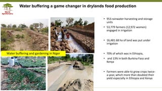 Transforming Lives and Landscapes with Trees
• 953 rainwater harvesting and storage
units
• 53,779 farmers (12,972 women)
engaged in irrigation
• 16,481.68 ha of land was put under
irrigation
• 70% of which was in Ethiopia,
• and 13% in both Burkina Faso and
Kenya
• Farmers were able to grow crops twice-
a-year, which more than doubled their
yield especially in Ethiopia and Kenya
Water buffering and gardening in Niger
Water buffering a game changer in drylands food production
 