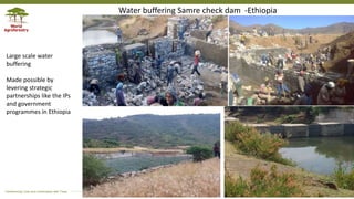 Transforming Lives and Landscapes with Trees
Water buffering Samre check dam -Ethiopia
Large scale water
buffering
Made possible by
levering strategic
partnerships like the IPs
and government
programmes in Ethiopia
 