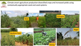 Transforming Lives and Landscapes with Trees
Climate smart agriculture production diversified crops and increased yields using
contextually appropriate seed and seed systems
Kenya
Niger
Burkina Faso
Ethiopia
Mali
 