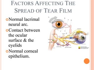 FACTORS AFFECTING THE
   SPREAD OF TEAR FILM
Normal   lacrimal
 neural arc.
Contact between
 the ocular
 surface & the
 eyelids
Normal corneal
 epithelium.
 