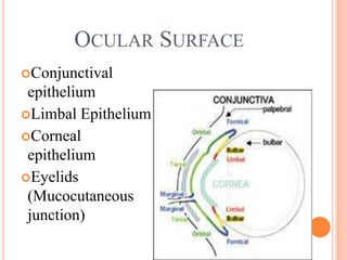 OCULAR SURFACE
Conjunctival
 epithelium
Limbal Epithelium
Corneal
 epithelium
Eyelids
 (Mucocutaneous
 junction)
 