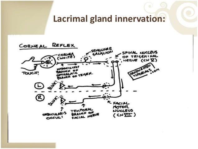dry eye lacrimal gland innervation