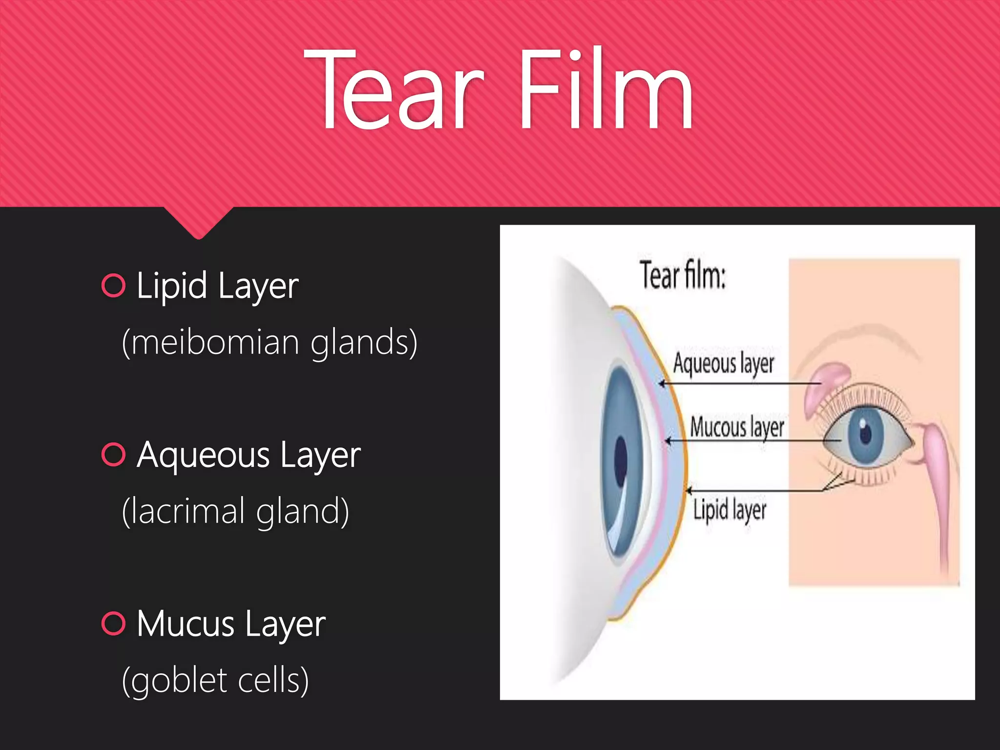 Tear Film
Lipid Layer
(meibomian glands)
Aqueous Layer
(lacrimal gland)
Mucus Layer
(goblet cells)