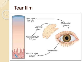 Tear film
 