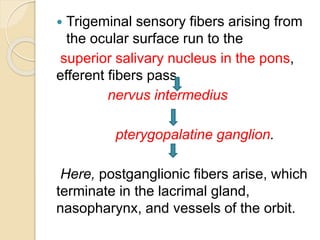  Trigeminal sensory fibers arising from
the ocular surface run to the
superior salivary nucleus in the pons,
efferent fibers pass
nervus intermedius
pterygopalatine ganglion.
Here, postganglionic fibers arise, which
terminate in the lacrimal gland,
nasopharynx, and vessels of the orbit.
 