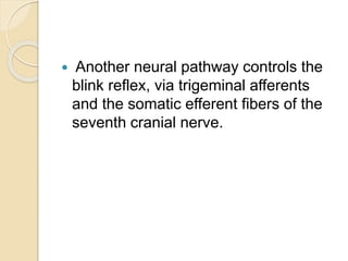  Another neural pathway controls the
blink reflex, via trigeminal afferents
and the somatic efferent fibers of the
seventh cranial nerve.
 