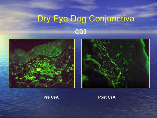 Cyclosporine Dog Dry Eye Cyclosporine Dog Dry Eye