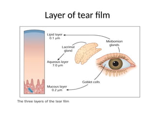 Layer of tear film
 