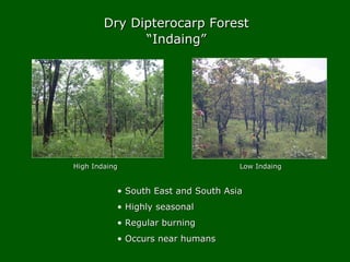 Dry Dipterocarp ForestDry Dipterocarp Forest
““Indaing”Indaing”
High IndaingHigh Indaing Low IndaingLow Indaing
• South Ea...