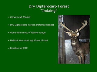 • Cervus eldi thaminCervus eldi thamin
• Dry Dipterocarp Forest preferred habitatDry Dipterocarp Forest preferred habitat
...