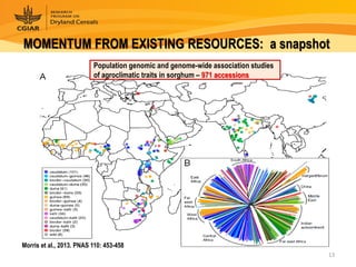 Dryland Cereals - Presentation for Discussion with Donors and Partners - June 2013
