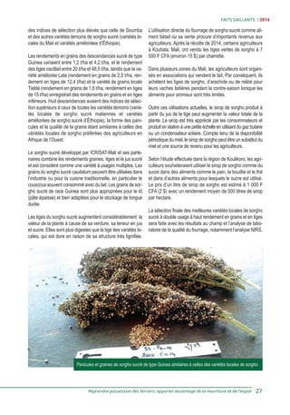 Dual-purpose sweet sorghum, a new option for farmers to increase their income (French)