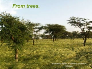 From trees.

Faidherbia Albida in teff crop system in
Ethiopia

 
