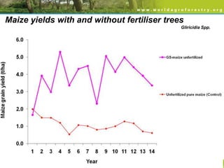 Maize yields with and without fertiliser trees
Gliricidia Spp.

 