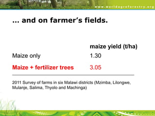 … and on farmer’s fields.

maize yield (t/ha)
Maize only

1.30

Maize + fertilizer trees

3.05

__________________________________________________________

2011 Survey of farms in six Malawi districts (Mzimba, Lilongwe,
Mulanje, Salima, Thyolo and Machinga)

 