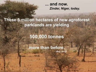 ... and now.
Zinder, Niger, today.

These 5 million hectares of new agroforest
parklands are yielding

500,000 tonnes
more than before.
(Reij, 2012)

 