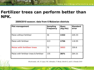 Fertilizer trees can perform better than
NPK.
2009/2010 season; data from 6 Malawian districts
Plot management

Sampling
Frequency

Mean
(Kg/Ha)

Standard
error

Maize without fertiliser

36

1322

220.33

Maize with fertiliser

213

1736

118.95

Maize with fertiliser trees

72

3053

359.8

Maize with fertiliser trees & fertiliser

135

3071

264.31

Mwalwanda, A.B., O. Ajayi, F.K. Akinnifesi, T. Beedy, Sileshi G, and G. Chiundu 2010

13

 