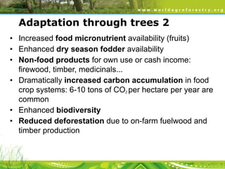 Adaptation through trees 2
• Increased food micronutrient availability (fruits)
• Enhanced dry season fodder availability
• Non-food products for own use or cash income:
firewood, timber, medicinals...
• Dramatically increased carbon accumulation in food
crop systems: 6-10 tons of CO2 per hectare per year are
common
• Enhanced biodiversity
• Reduced deforestation due to on-farm fuelwood and
timber production

 