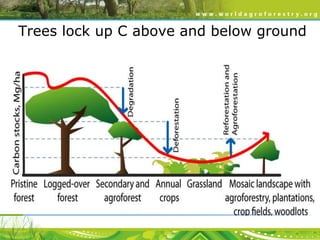 Trees lock up C above and below ground

 
