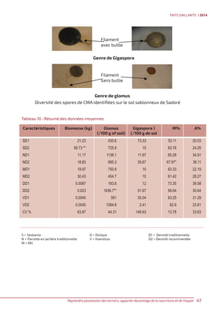 Friendly fungi are enrolled to offset soil nutrient mining (French)