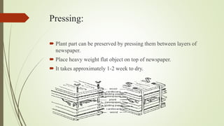 Dry preservation of plants rahma | PPTX