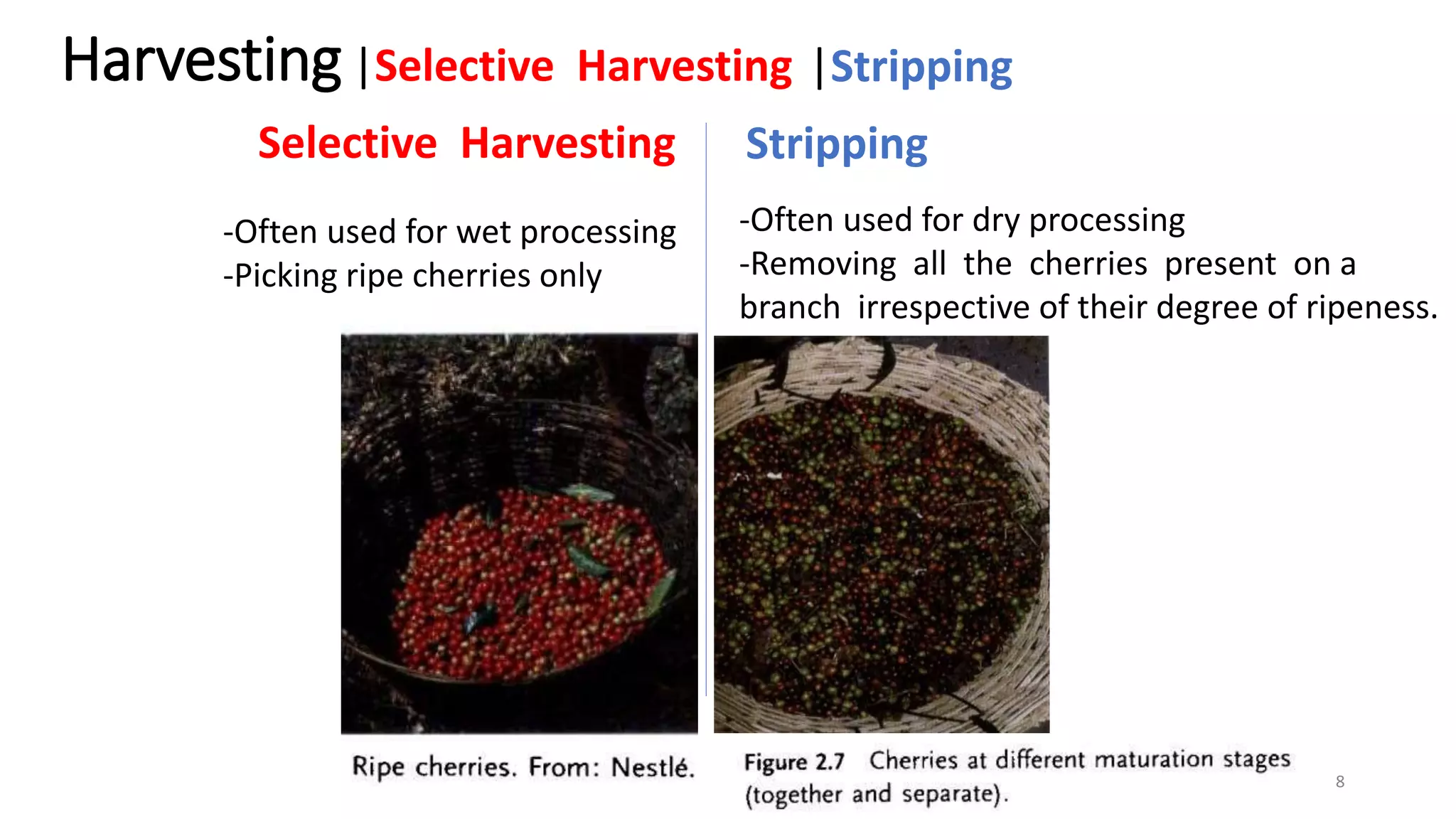 Dry processing and wet processing of Coffee - Washed processing and ...