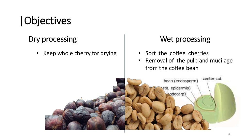 Dry processing and wet processing of Coffee Washed processing and U…