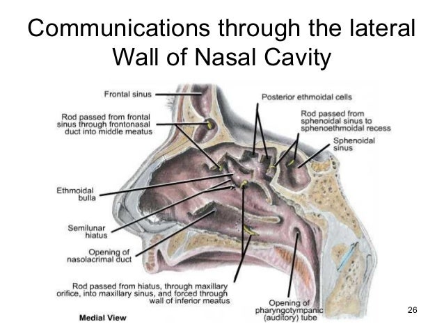 Dr zaid ubaidy lab dentistry second base of mandible diagram 