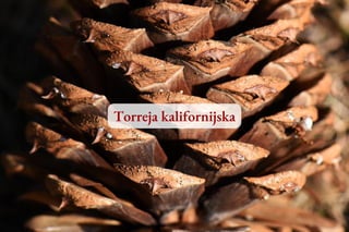 Drzewa iglaste w Polsce